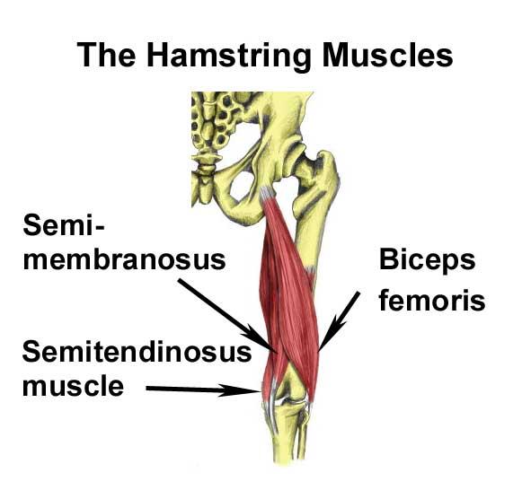 hamstring-strain-muscles