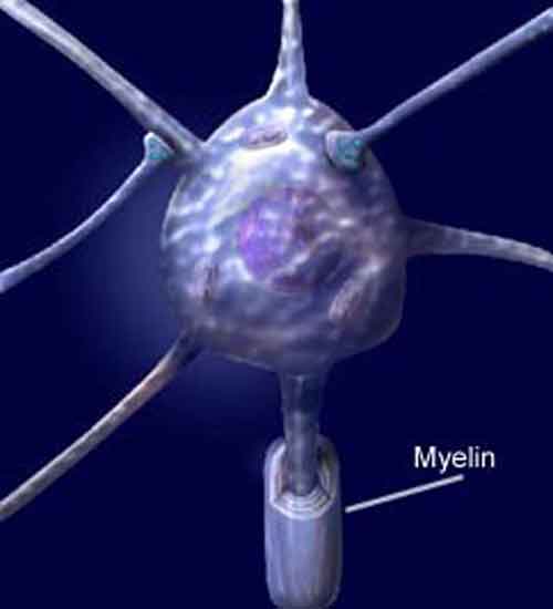 La corsa ripara la mielina danneggiata: studio sui topi