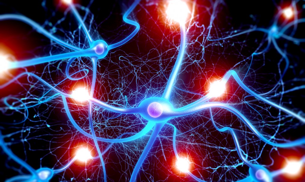 Cervello, così parlano i neuroni. Studio italiano “corregge” teoria da Nobel