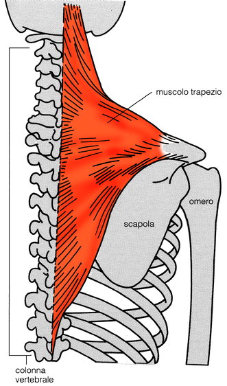Contrattura della spalla: sintomi, esercizi e rimedi